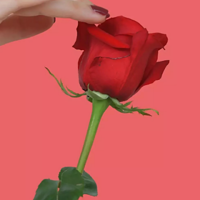 MollaRohan59103's profile picture. 