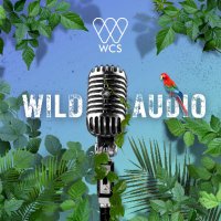 WCS Wild Audio (@wcswildaudio) 's Twitter Profile Photo WCS Wild Audio (@wcswildaudio) 's Twitter Profile Photo