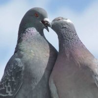 ハトハト (@hato_1st) 's Twitter Profile Photo