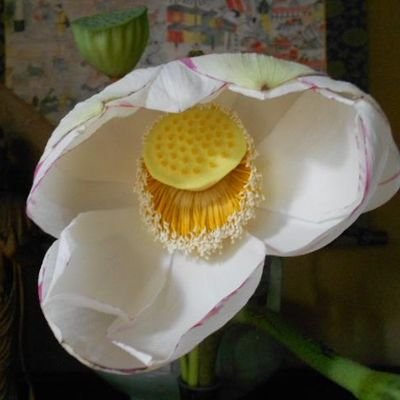木洩日庵 ☮️🇺🇦🕊 🍃長い間ありがとうございました🙇‍♀️🍃さんのプロフィール画像