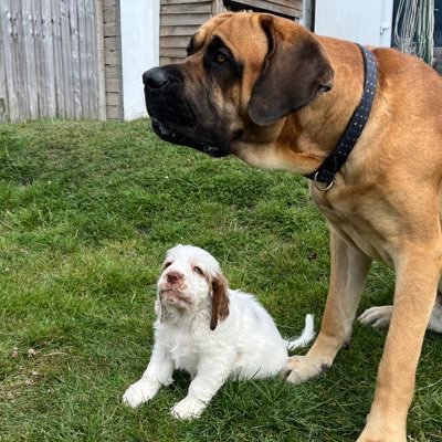 We are Ernie the Clumber Spaniel and Beau the English Mastiff cross.🐾🐾