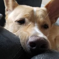 Knee (@here_we_go_ndk) 's Twitter Profile