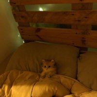 pathetic (@usemetilicry) 's Twitter Profile