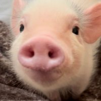 あぶー🐽#マイクロブタ犬猫生活 (@wan3_nyan6) 's Twitter Profile