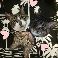 さゆちゃむ🐆🐆🐆🍚🍴⑅*॰ॱ (@4_domes_1997) Twitter profile photo