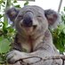 koala lover (@koalalover100) Twitter profile photo koala lover (@koalalover100) Twitter profile photo