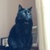 Magician Kitten (@bigmagickitten) Twitter profile photo Magician Kitten (@bigmagickitten) Twitter profile photo