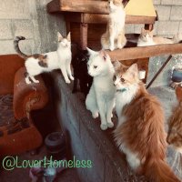 ♥️🇵🇸🇵🇸❤️A lover ♥️of homeless cats😻❤️🌱🌱👍🤗(@LoverHomeless) 's Twitter Profileg