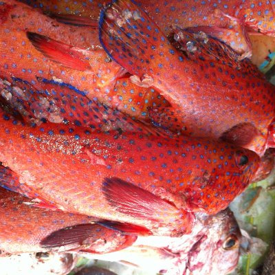 William14367789's profile picture. Father, Seafood processor & exporter since 1993.