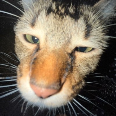 schmooglarp's profile picture. shits gone down