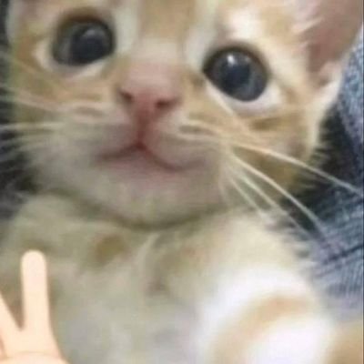 lucioshot's profile picture. 