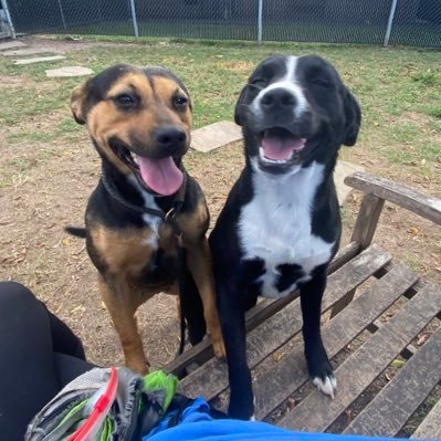 a group of volunteers devoted to finding furever homes for abused, neglected, and abandoned dogs in Houston and everywhere #animalshelterherochallenge