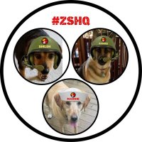 Sgt. Shiloh 🌈, Maddie & Sammie, Sargents #ZSHQ(@ChristmasShilo1) 's Twitter Profile Photo
