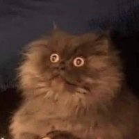 Cat Lurker (@albin42019413) 's Twitter Profile