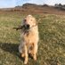 Bella the Bedlington Whippet 🐕 (@bella_beddywhip) Twitter profile photo Bella the Bedlington Whippet 🐕 (@bella_beddywhip) Twitter profile photo