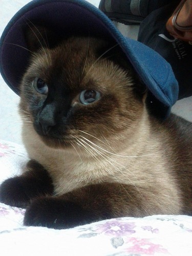 Doppelgr's profile picture. https://t.co/94QYj1faS3