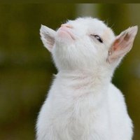 JK (@kiptooke) 's Twitter Profile