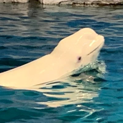 Júliaじゃないよ #広島 #Barcelona #Catalunya #ひとりで勝手にお散歩サークル #名工大 #鶴舞公園 動物園 植物園 水族館 日本庭園 寺社仏閣 /うつ病 HSP 乖離性同一性障害 過敏性腸症候群