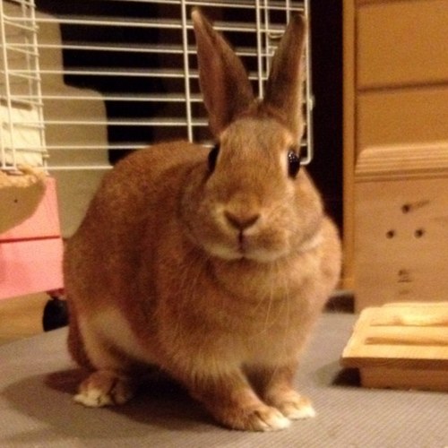 icerock5's profile picture. 七味