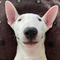 Mirko Garozzo (@mirkogarozzo) 's Twitter Profile