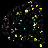 Szczot Lab (@szczotlab) 's Twitter Profile