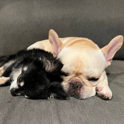 TT5pCOMF4c58286's profile picture. てんかん＆心臓病持ちチワワ12歳とジト目のフレブル2歳の暮らし🐕