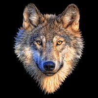 Lobo(@TimSear85158585) 's Twitter Profile Photo