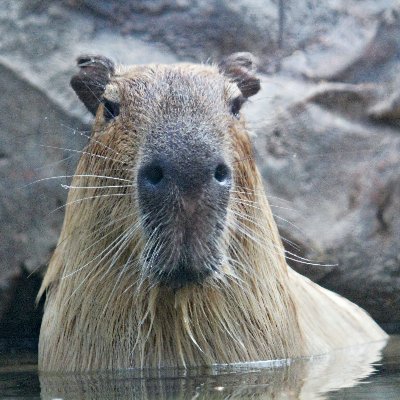 将棋☖ボルダリング🧗動物🐾好き／タバコ🚬と怖いもの(お化け👻やホラー映画😱)が苦手