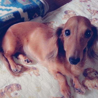 れんさんのプロフィール画像