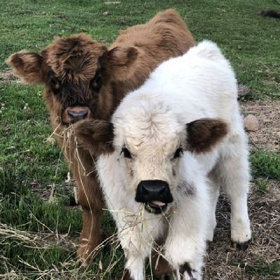 acer54164610's profile picture. everything is fantasy 🩷 selling short videos to help all you pervs cum dm for prices 🩷