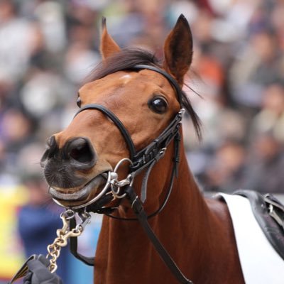 シルクを中心に、キャロット、ウイン、東サラ、ノルマンディで馬主やってます。ブログもやってたりします。