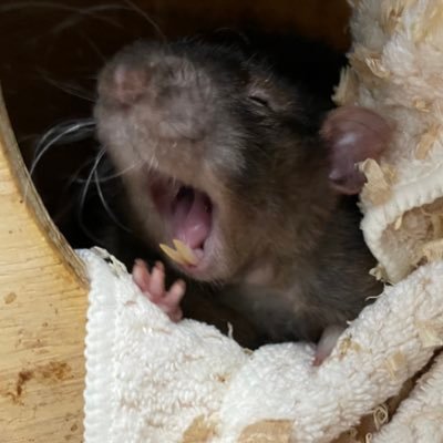 mezaseengineer's profile picture. 営業アシスタントをやりつつ何か役立てることがないか奮闘していたらDX課に呼ばれました。色々吸収して頑張りたいと思います。