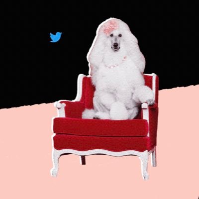 Looks like this page doesn’t exist. Here's a picture of a poodle sitting in a chair.