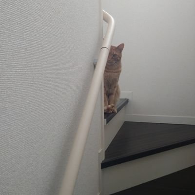 fuminao5's profile picture. スーパードライと阪神タイガースをこよなく愛する中年です。