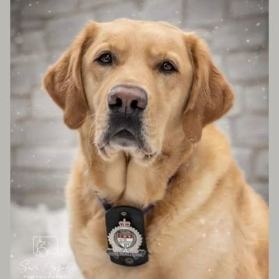 I am an ADI Accredited Facility Dog for the Ottawa Police Service generously provided by @NatlServiceDogs