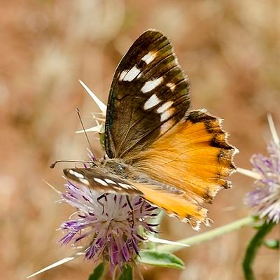 The Butterflies Monitoring,

Amateur nature photographer.

My blog 👇