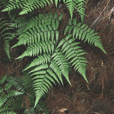 ferns