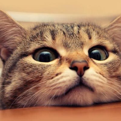 Darth_Ranran's profile picture. 