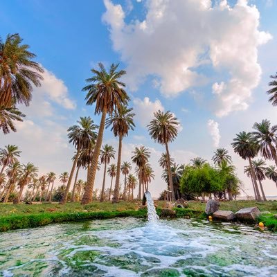 bander8511's profile picture. 