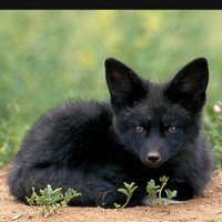 Blacfox (@blacfox36) 's Twitter Profile
