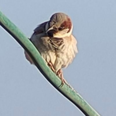 scipluyser's profile picture. נרגילה קוברה בספר תורה