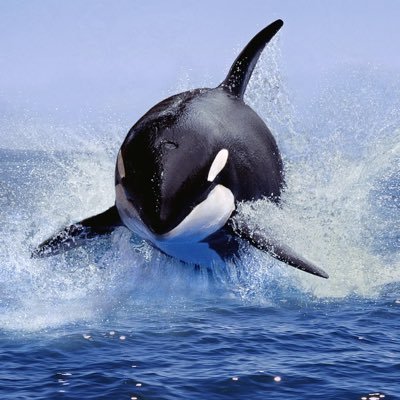 SwiatekFan7's profile picture. 