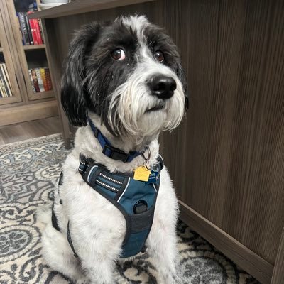 spchstew's profile picture. 