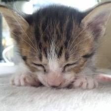 rina678763490's profile picture. こっそりえちぃことがしたい女の子のないしょ用垢。えちぃ人よろしくね💗 すぐ濡れる/せーよく強め/えち好きの小娘 📩はふぉろわー限定です