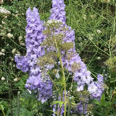 I love nature, cats, gardens, books. I don’t love fibromyalgia and chronic migraines! 🌱🌿🌳☘️🪴🍁🍂🍃🍄🌼🌻🌸🌺🌹🌷😻🦋🐛🦉🦅🦆🦊🐰🐌🐜🐞🐝🦇🪲📚