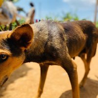 Rescue shelter for dogs Uganda (@kkarimu) 's Twitter Profile