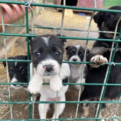 ROMANIA ANIMAL RESCUE Profile