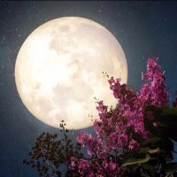 ﮼ولاء﮼/١٩٩٧🇸🇦 (@walaajiz) 's Twitter Profile
