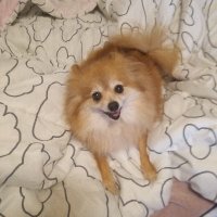 YipsNBear (@yipsnbear) 's Twitter Profile