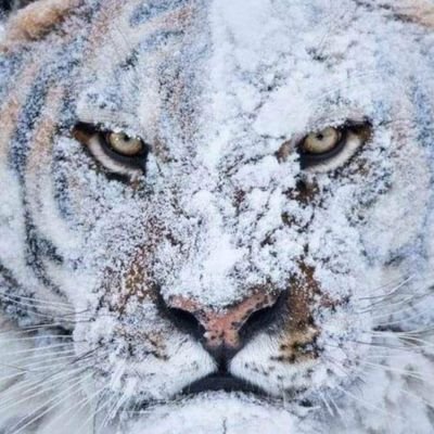 c_rob76's profile picture. 🇺🇸 I Stand with ICE 🇺🇸